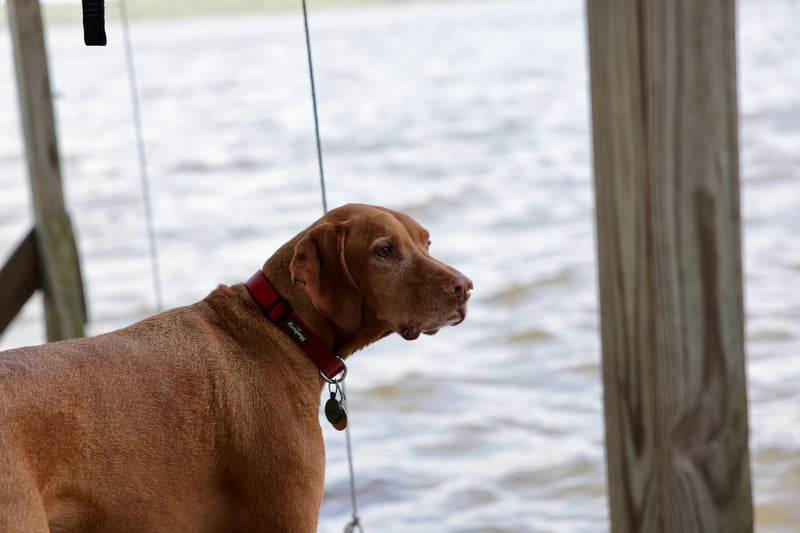 Denali's 2020 photo 4