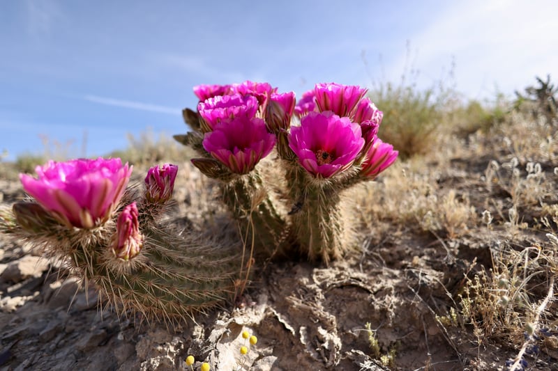 2023 in Arizona photo 6