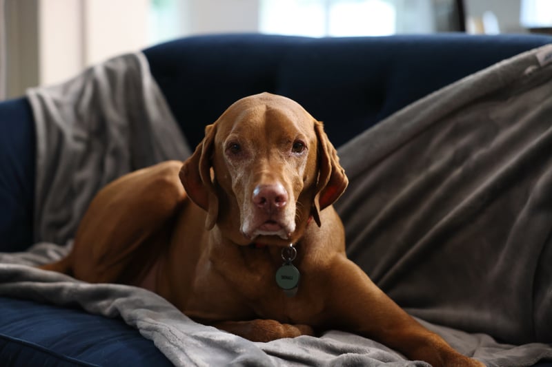 Denali's 2020 photo 17
