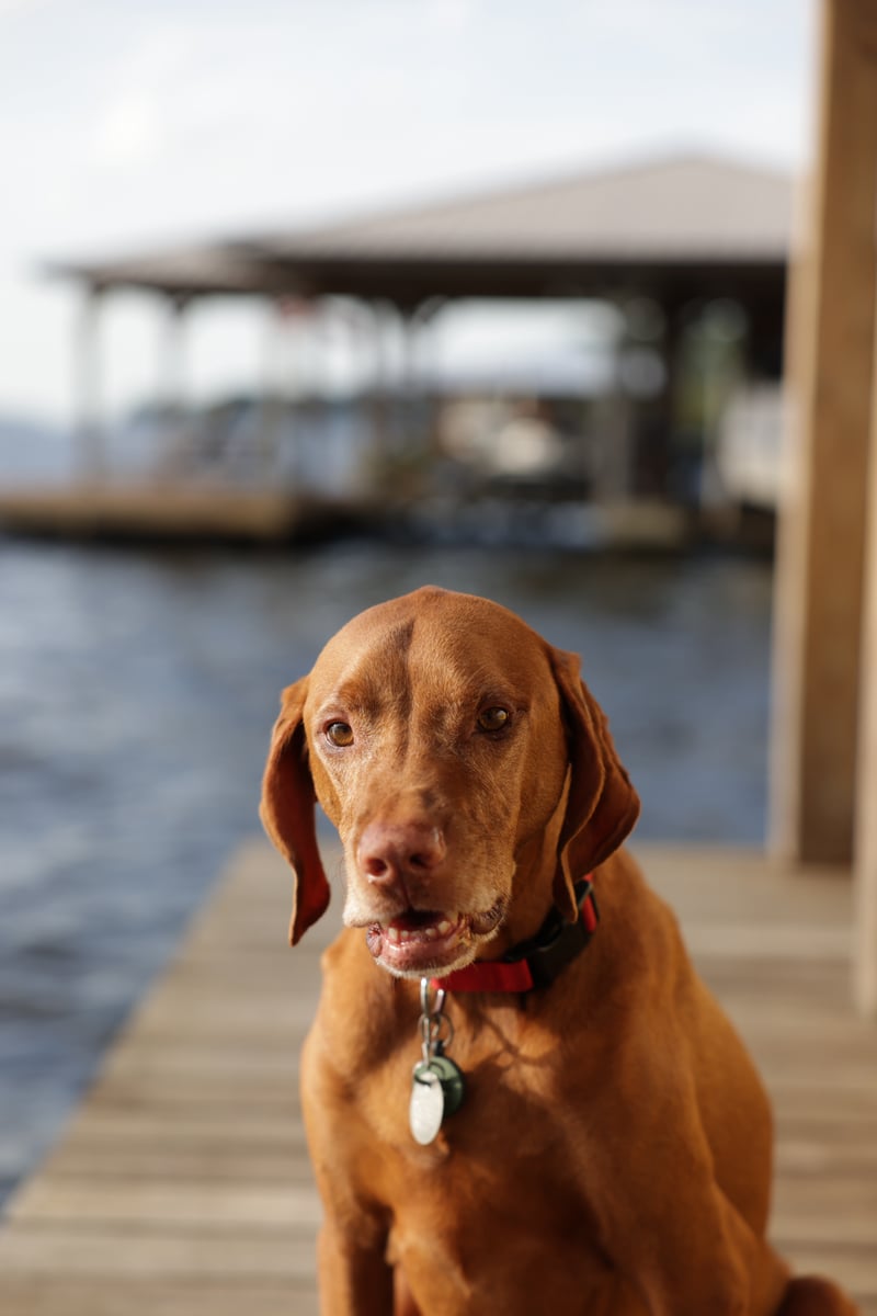 Denali's 2020 photo 2