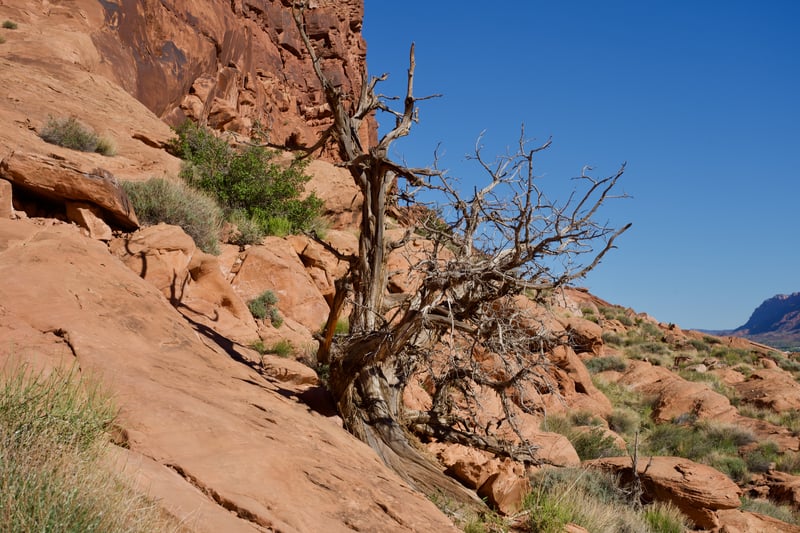 Moab Part 3: Rock Art photo 14