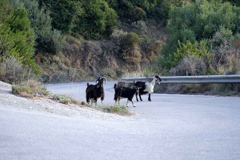Argostolion, Kefalonia, Greece photo 23
