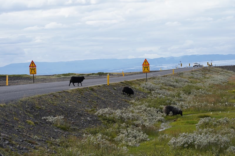 Iceland Part 2 photo 21