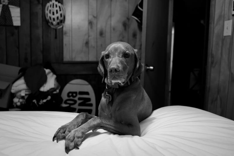 Denali's 2020 photo 11