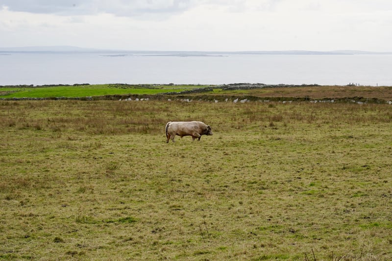 Cliffs of Moher, Ireland photo 12