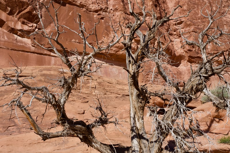 Moab Part 3: Rock Art photo 15